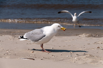 Seagull on the Beach in Borkum