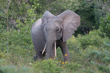 Waldelefant