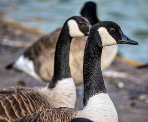 Canada Geese