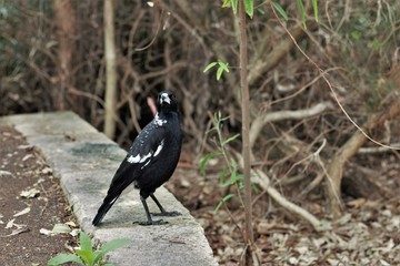 magpie