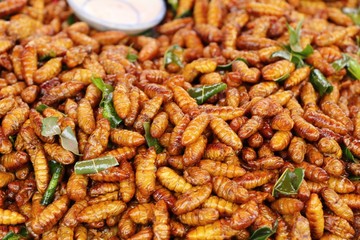 Fried silk worms delicious in street food
