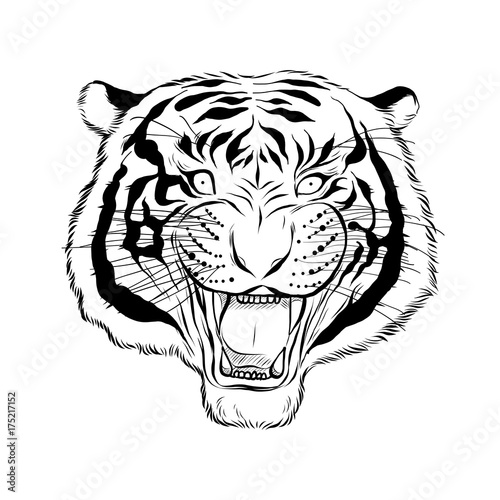 Download "Hand drawn head of tiger, Vectorial isolated elements ...