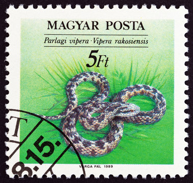 Danubian meadow viper, Vipera ursinii rakosiensis (Hungary 1989)