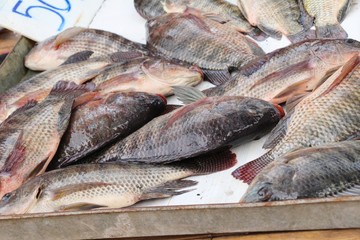 Fresh fish for cooking in the market