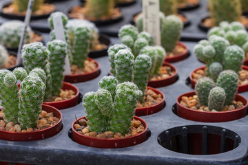 Close up cactus plants in garden