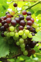 Fresh grapes in the vineyard with nature