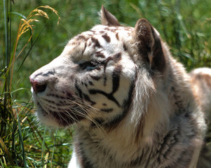 Close up to Siberian tiger at zoo in Rome, blurred natural background