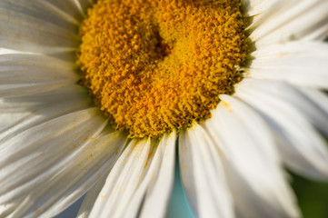 Blooming camomile, selective focus