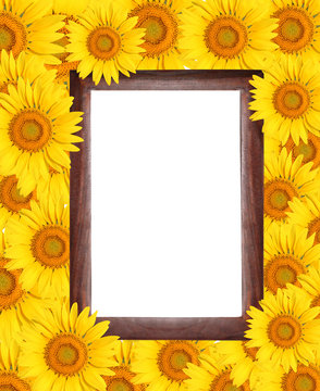 Frame surrounded by sunflower