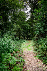 Fototapeta premium Waldweg