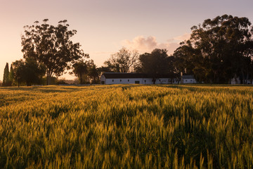 A farmhouse and wheat field at dawn in the countryside