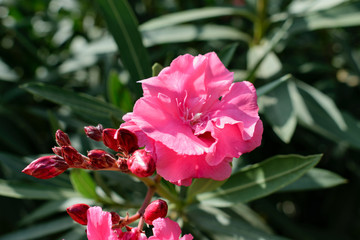 Oleander in zarter Blüte