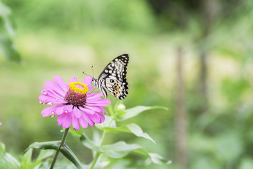 Lime Butterfly sucking nectar from zinnia flowers .