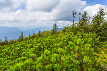 Fototapeta na wymiar pine tree forest on a mount slope