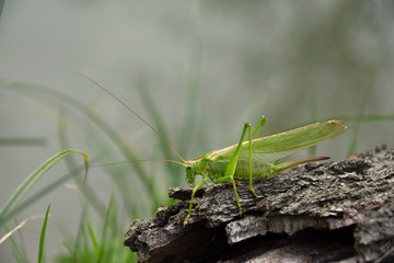 Tettigonia viridissima. Green grasshopper on the old tree bark.
