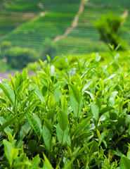 Tea plantation in Meijiawu Village Hangzhou, China