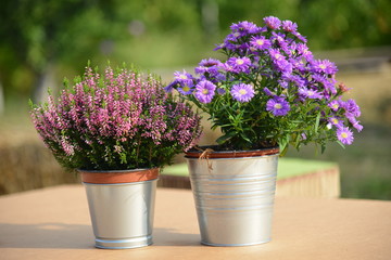 flowers in two vases