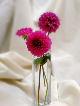 trhee pink dahlias stylized bouquet