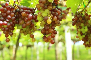 Fresh grapes in the vineyard with nature