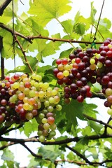 Fresh grapes in the vineyard with nature