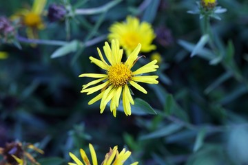 Flower of an Inula germanica