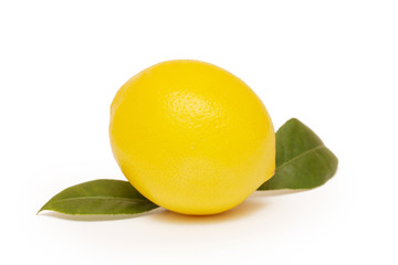 Lemon, studio image on white