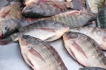 Fresh fish for cooking in the market