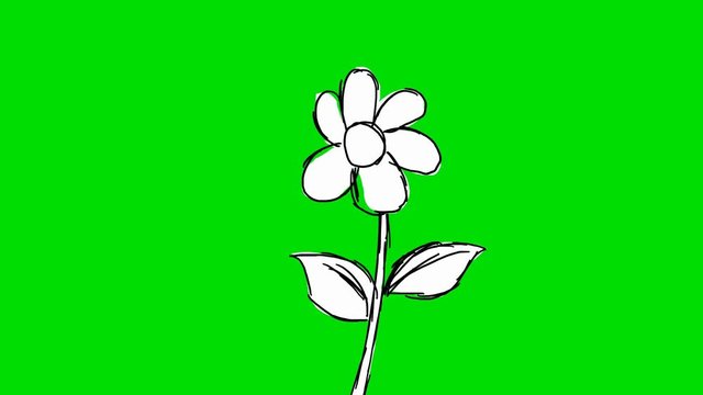 flower -  green screen - drawing