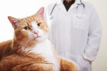 Veterinarian and Cat