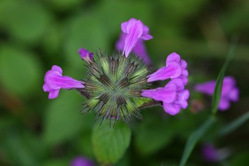 Wild basil flower (Clinopodium vulgare)