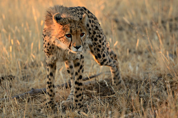 Cheetah inNamibai
