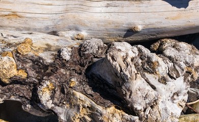 driftwood, washed up by the sea on a pebble beach