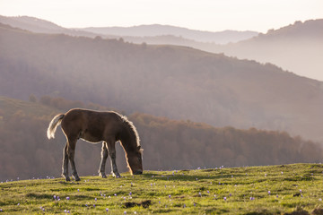 Horse on montain