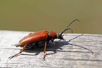 Red-brown Longhorn Beetle (Stictoleptura rubra)