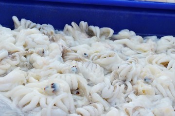 Fresh squid for cooking in the market