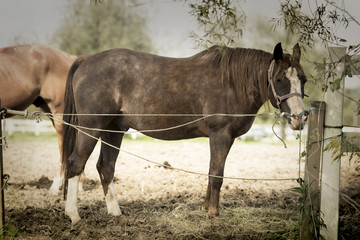 A brown horse grazes in a patch with a white beautiful fence.