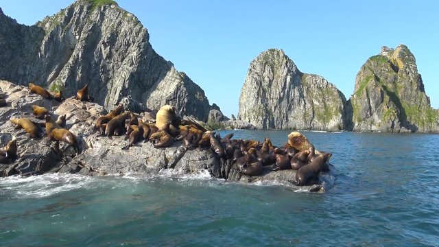 Морское сафари путешествие вдоль полуострова Камчатка. Морские львы - сивучи.