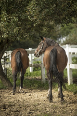 Obraz premium A brown horse grazes in a patch with a white beautiful fence.