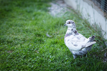 White and gray pigeons on the grass
