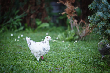 White and gray pigeons on the grass