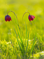 closeup pair red bell flowers in a green grass