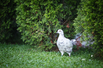 White and gray pigeons on the grass