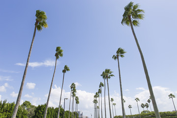 Obraz premium ヤシの木 並木道