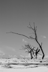 Dried Trees