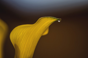 close up of water drop on yellow calla