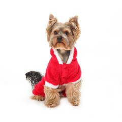 Dog breed Yorkshire Terrier. Dog in the New Year red dressed as Santa Claus. New year holiday. Space for text. Yorkshire terrier dog.