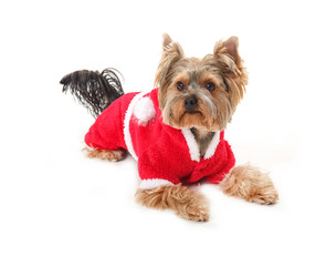 Dog breed Yorkshire Terrier. Dog in the New Year red dressed as Santa Claus. New year holiday. Space for text. Yorkshire terrier dog.