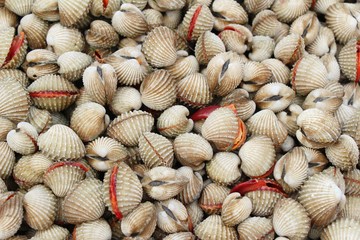 Fresh cockle for cooking in the market