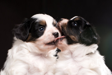 Two puppies are playing