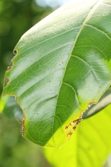 Green leaf in the garden with nature
